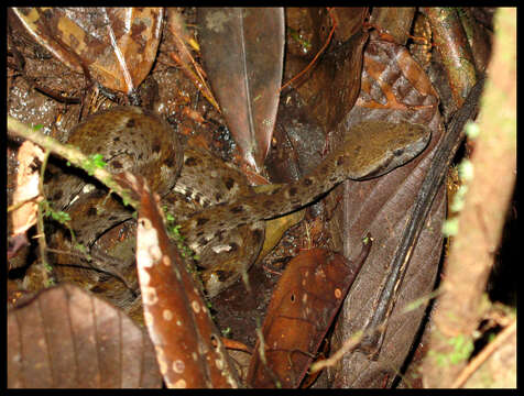 Image of Barba Amarilla