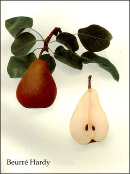 Image of European Pear