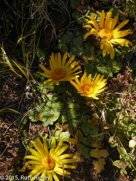 Image of Senecio condimentarius Cabrera