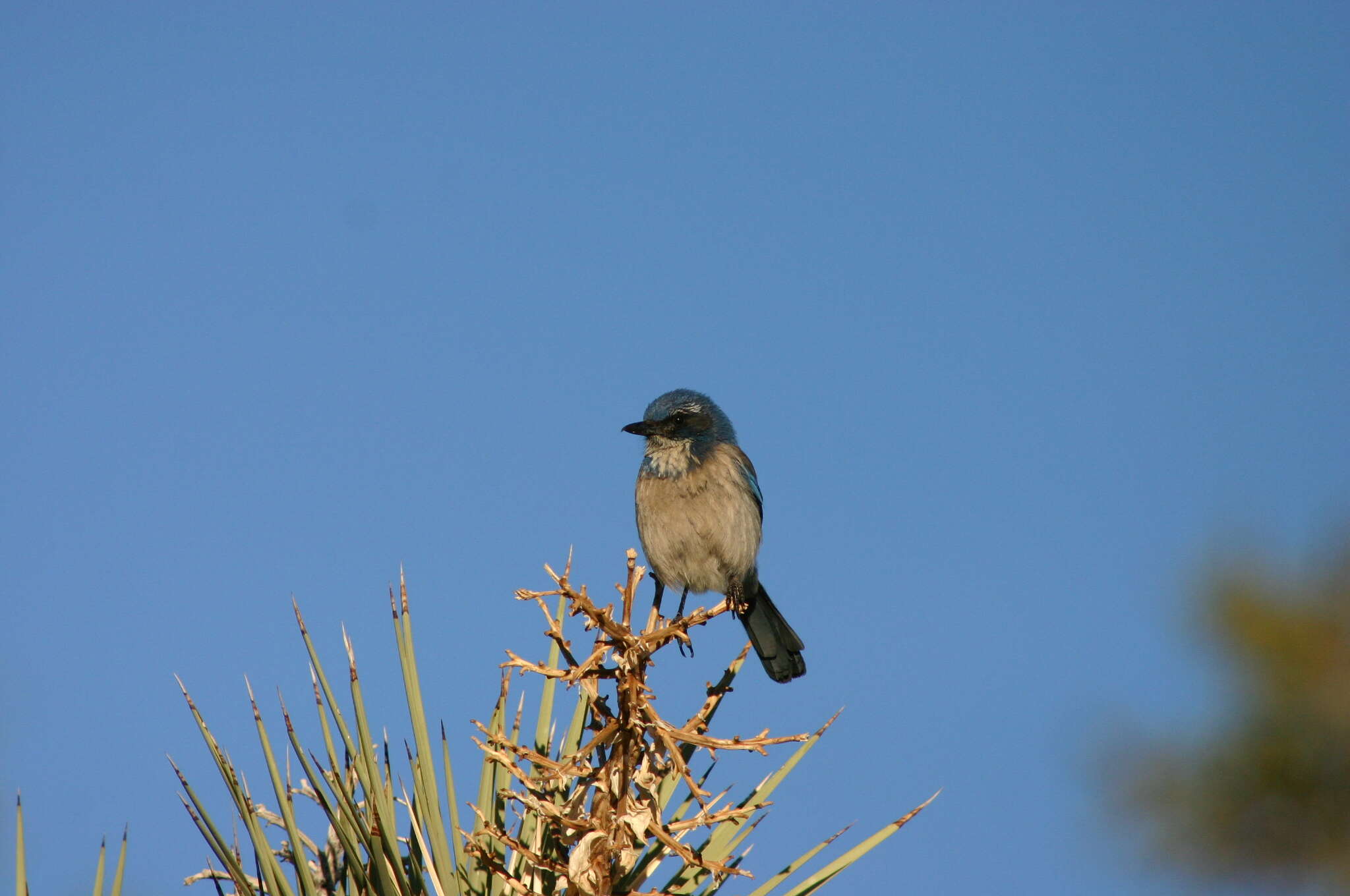 Image of Aphelocoma Cabanis 1851