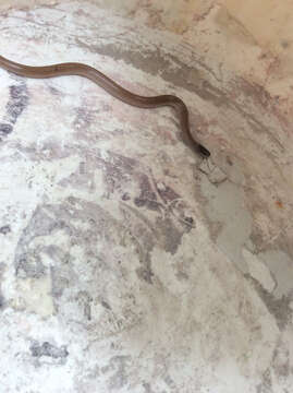 Image of Mexican Blackhead Snake