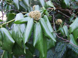 Image of colchis ivy