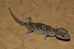 Image of Panther Gecko