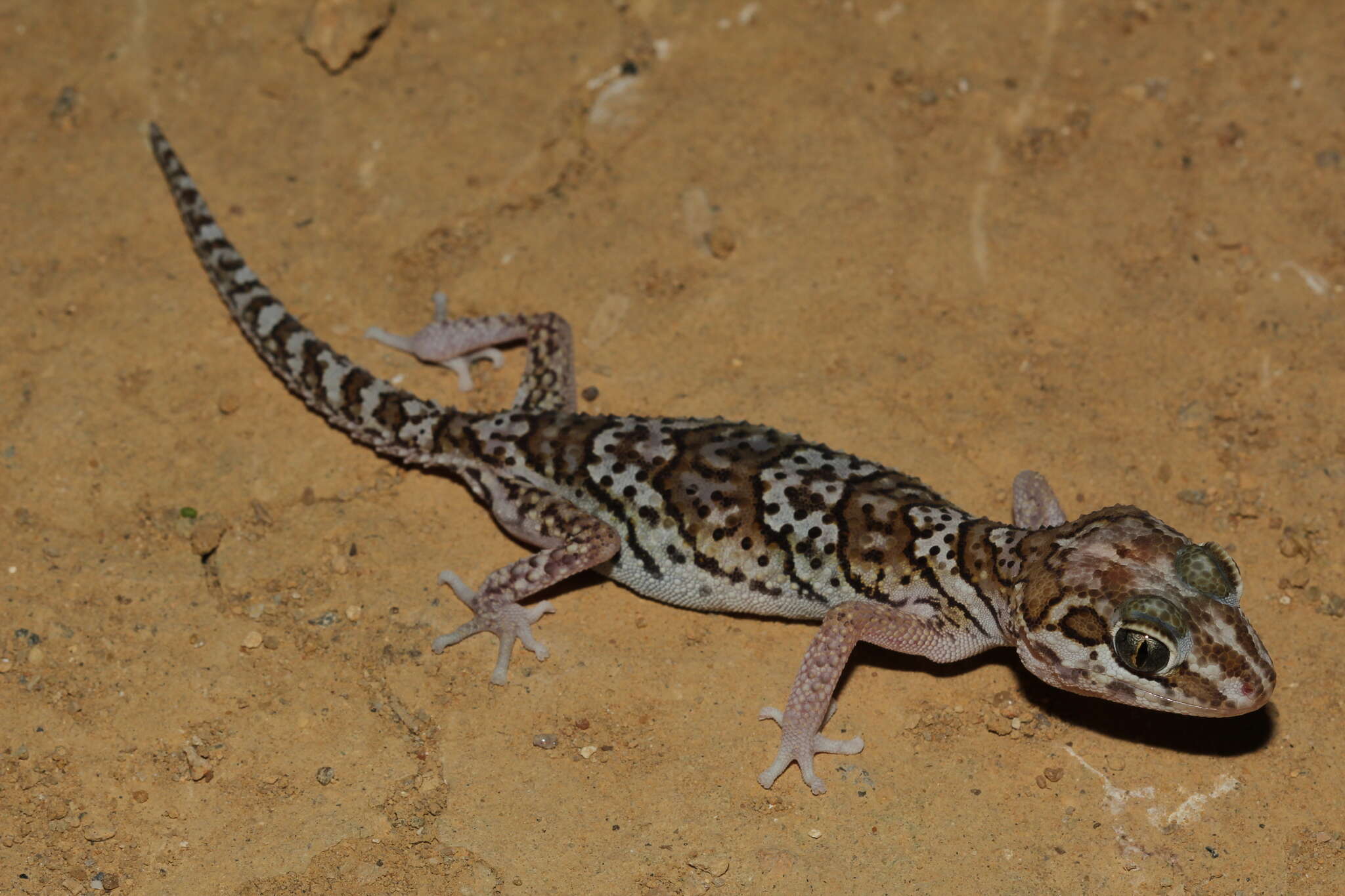 Image of Panther Gecko