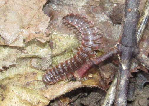 Image of Pseudopolydesmus erasus (Loomis 1943)