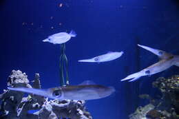 Image of bigfin reef squid