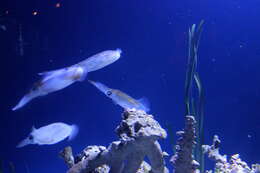 Image of bigfin reef squid