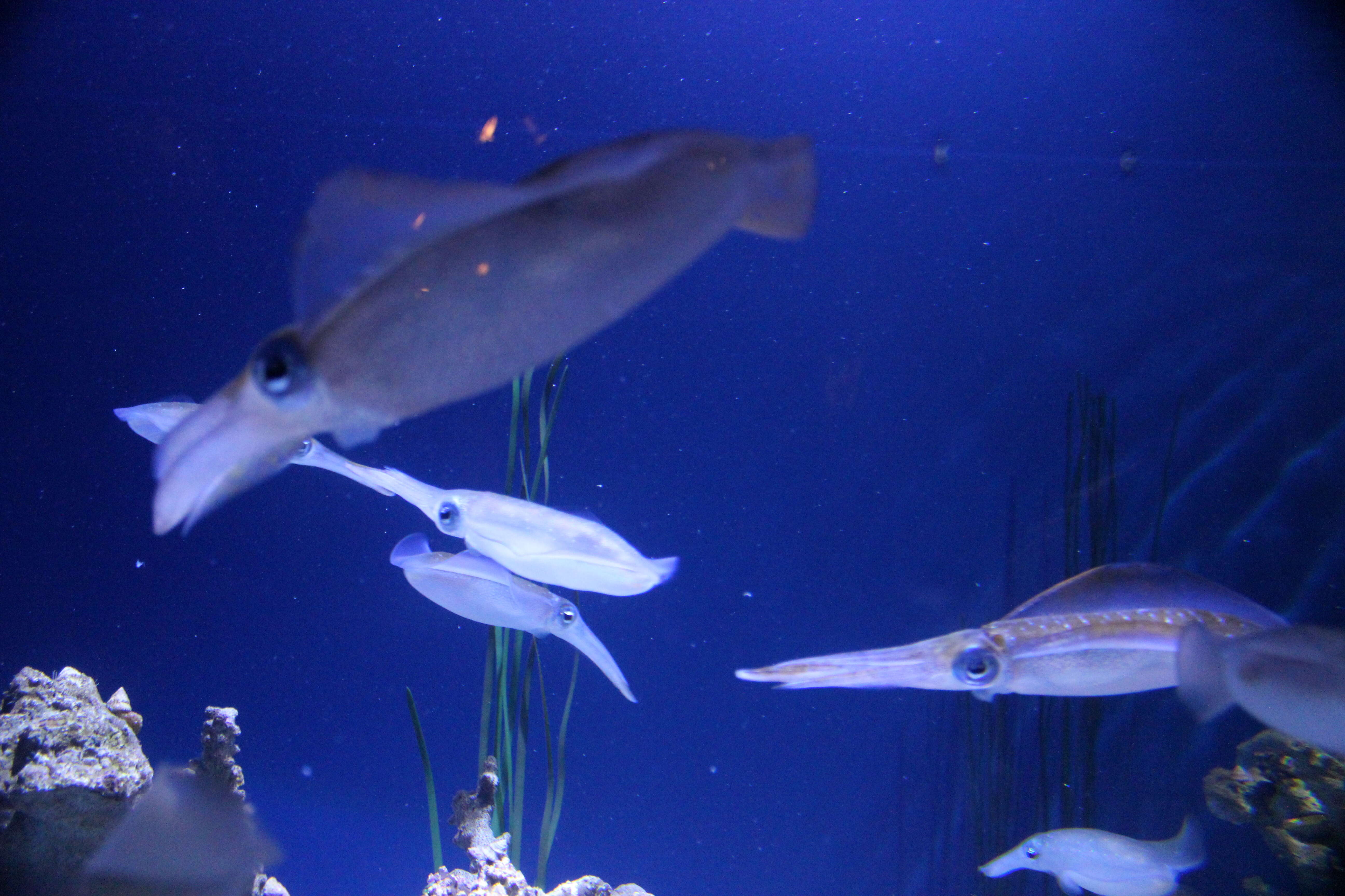 Image of bigfin reef squid