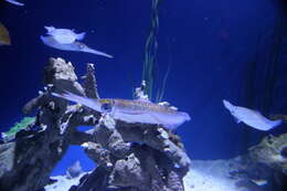 Image of bigfin reef squid