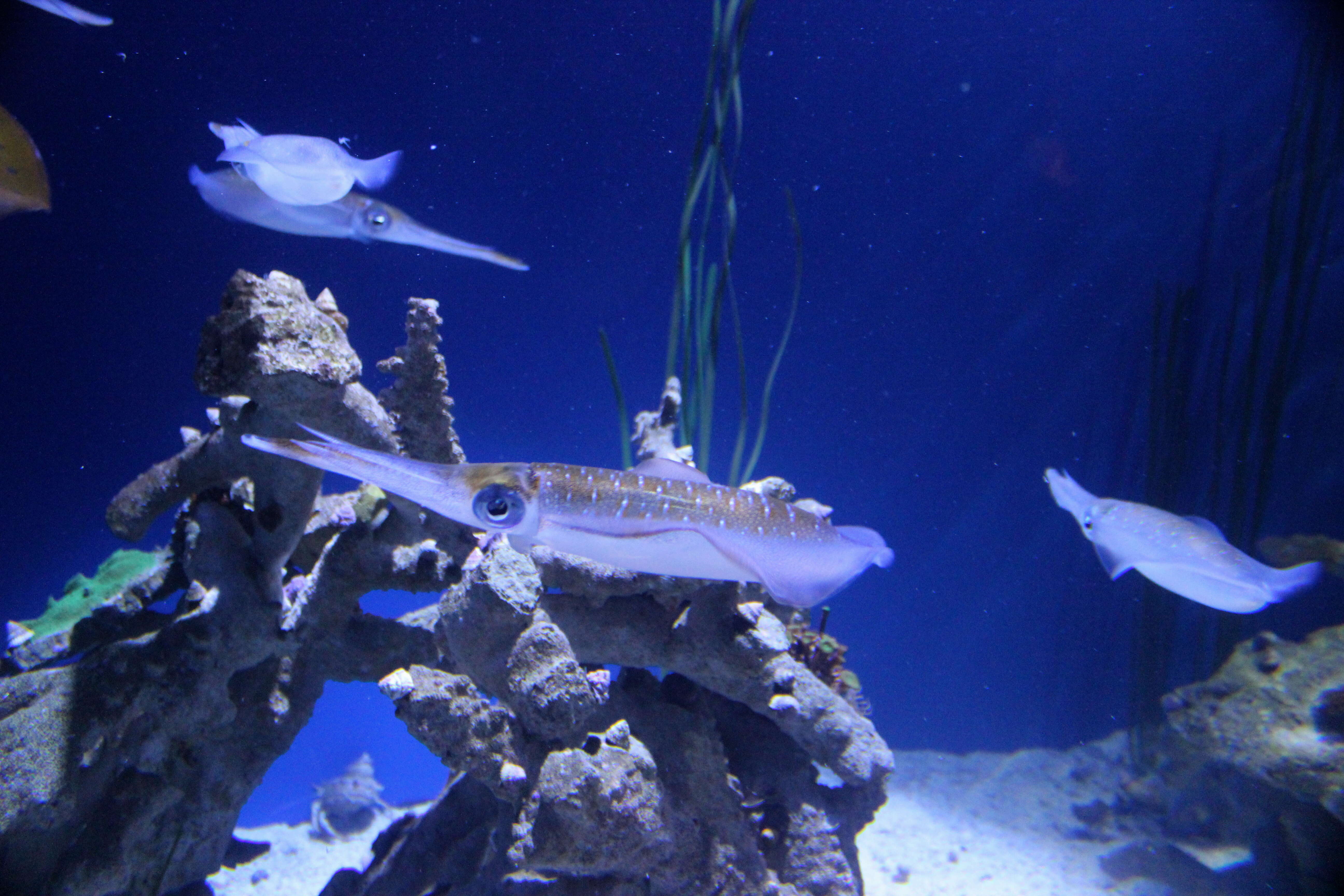 Image of bigfin reef squid