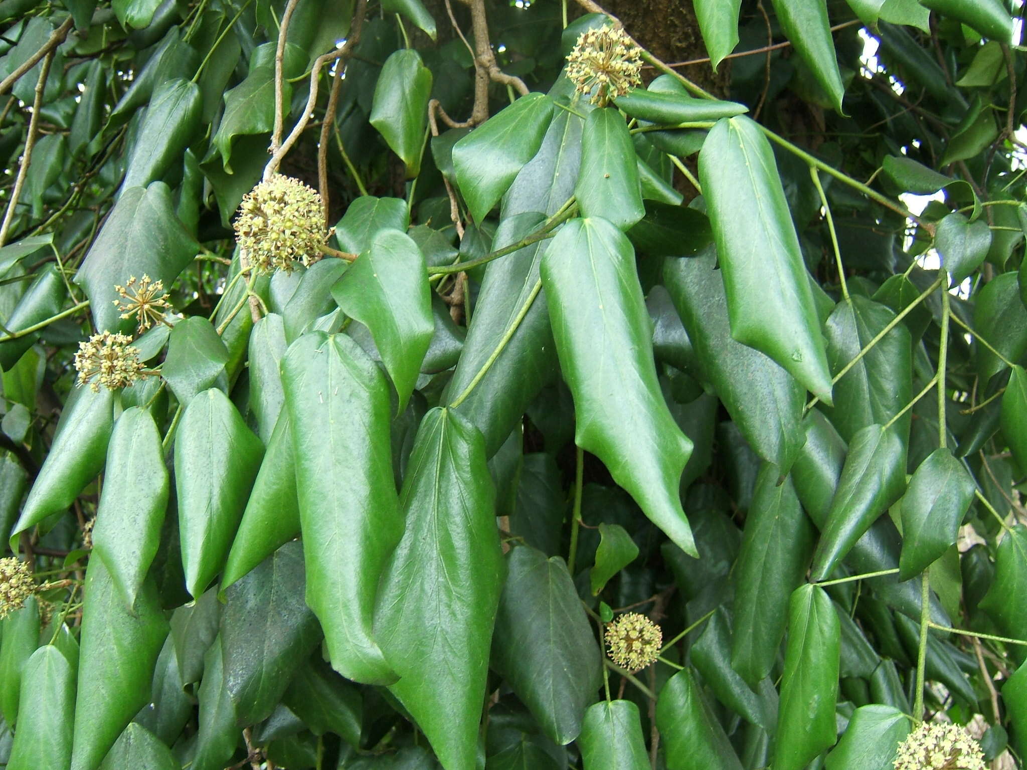 Image of colchis ivy