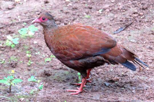 Image of Spurfowl