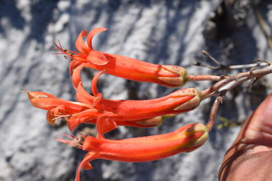 Imagem de Tylecodon grandiflorus (Burm. fil.) H. Tölken