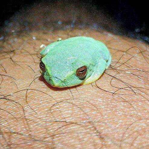 Image of Jayaram's bush frog