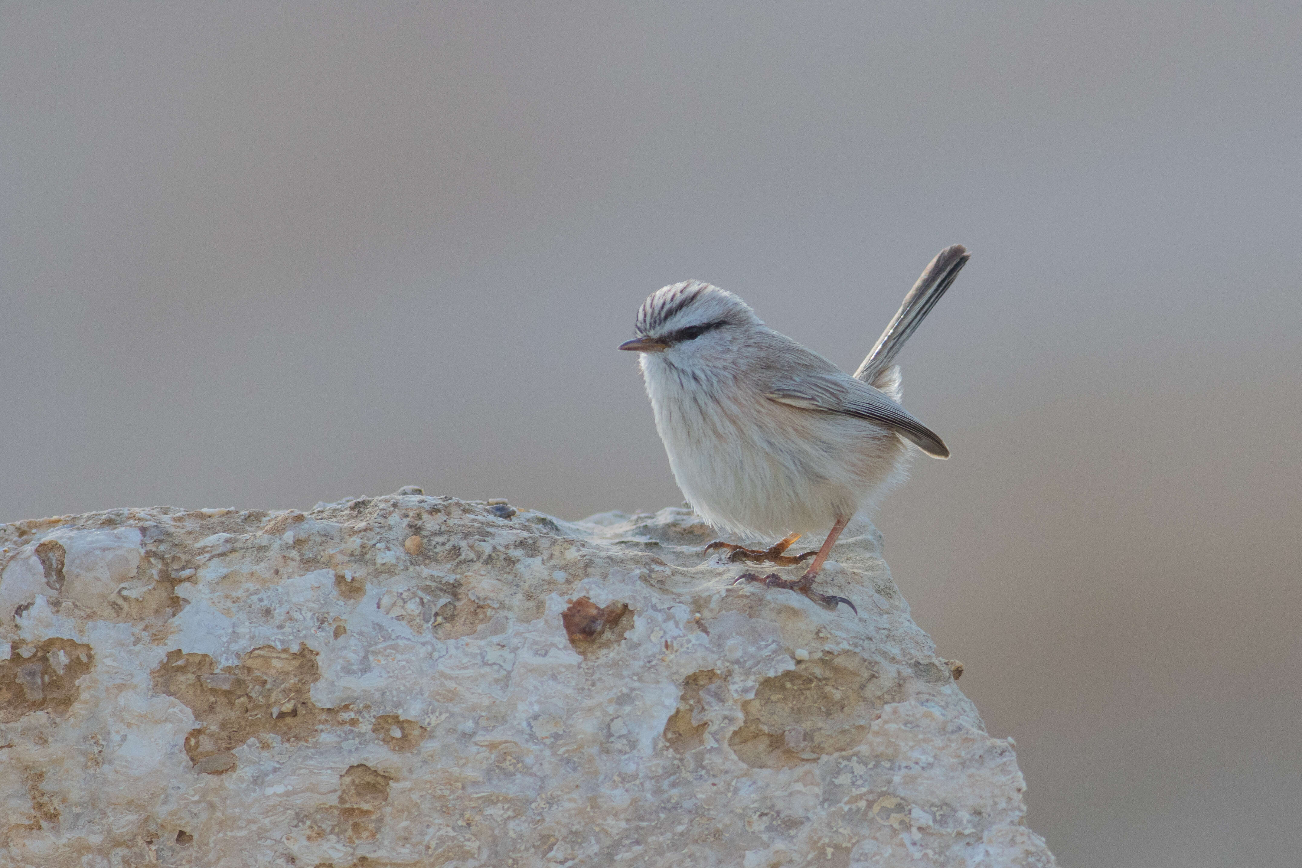 Image de Scotocercidae