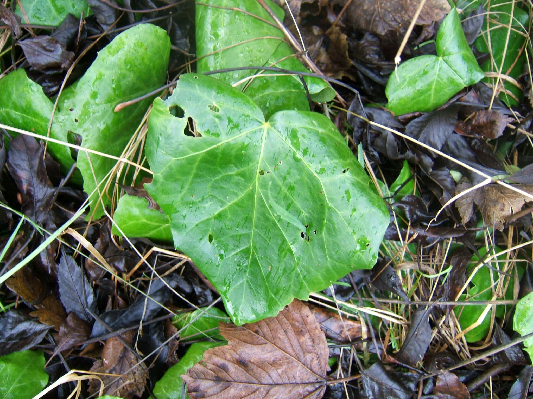 Image of colchis ivy