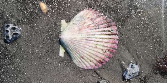 Image of Peruvian scallop