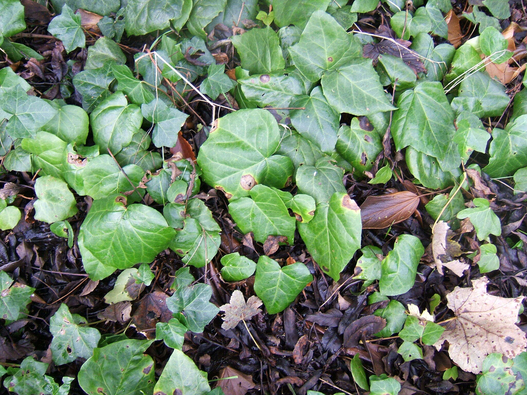 Image of colchis ivy