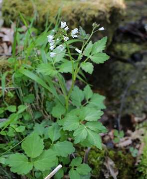 Imagem de Cardamine appendiculata Franch. & Sav.