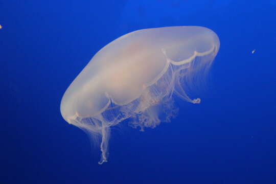 Image of Pacific moon jelly