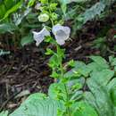 Image of Gloxiniopsis racemosa (Benth.) Roalson & Boggan