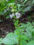 Image of Gloxiniopsis racemosa (Benth.) Roalson & Boggan