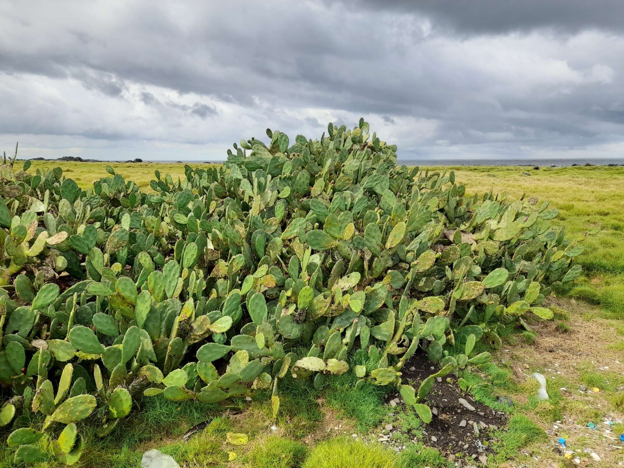 Image of <i>Opuntia bonaerensis</i>