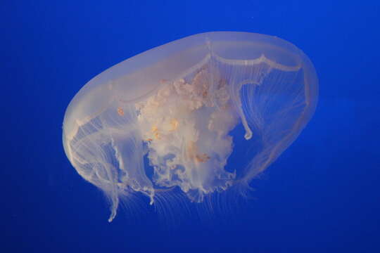 Image of Pacific moon jelly