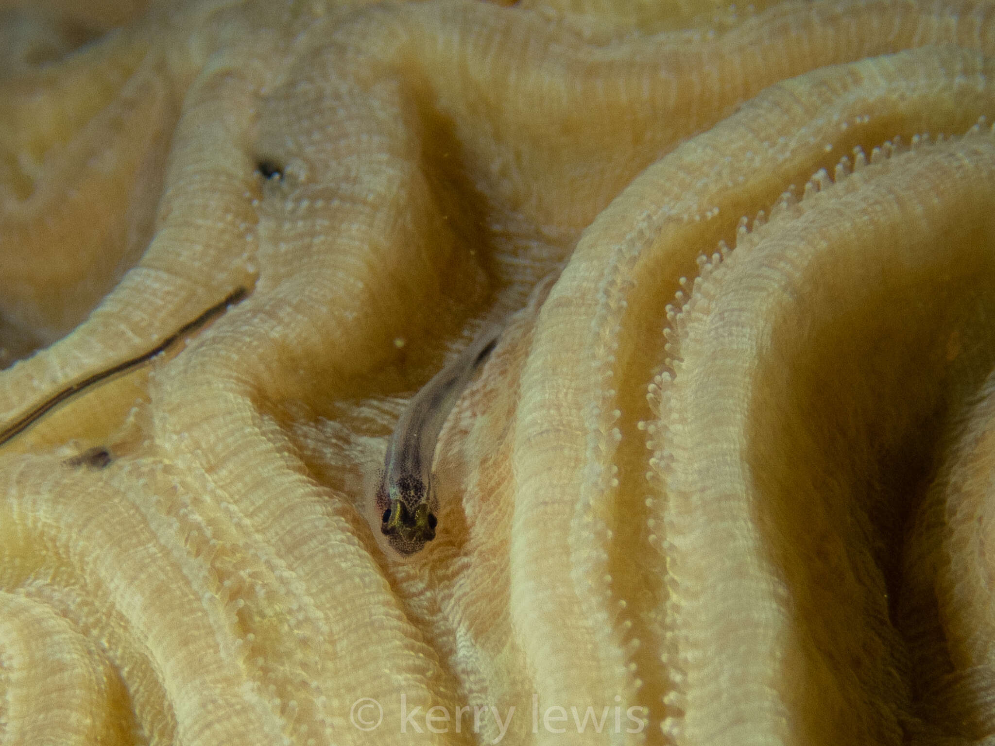 Image of Cayman cleaner goby