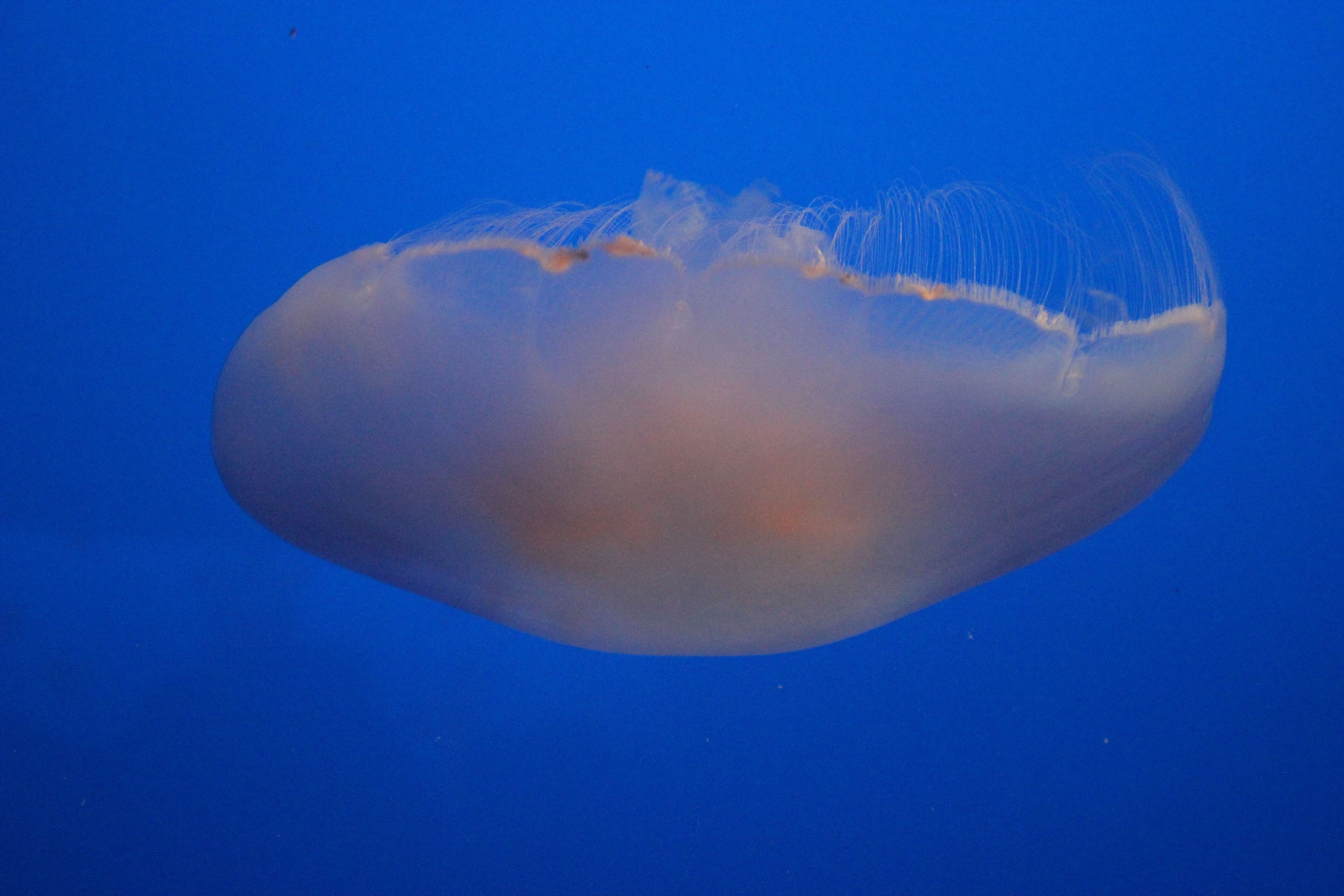 Image of Pacific moon jelly