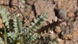 Image of coastal gilia