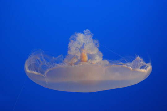 Image of Pacific moon jelly