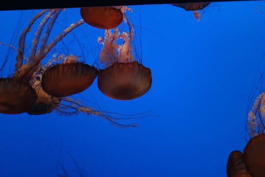 Image of Sea nettle