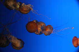 Image of Sea nettle