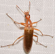 Image of False Leptura Beetle