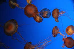 Image of Sea nettle