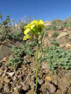 Image of Erysimum flavum subsp. altaicum (C. A. Mey.) Polozhij