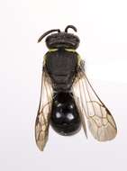 Hylaeus confluens (Smith 1853) resmi