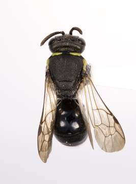 Image of Hylaeus confluens (Smith 1853)