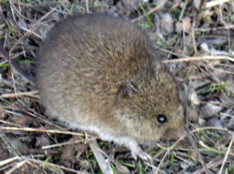 Image of Southern Marsh Harvest Mouse