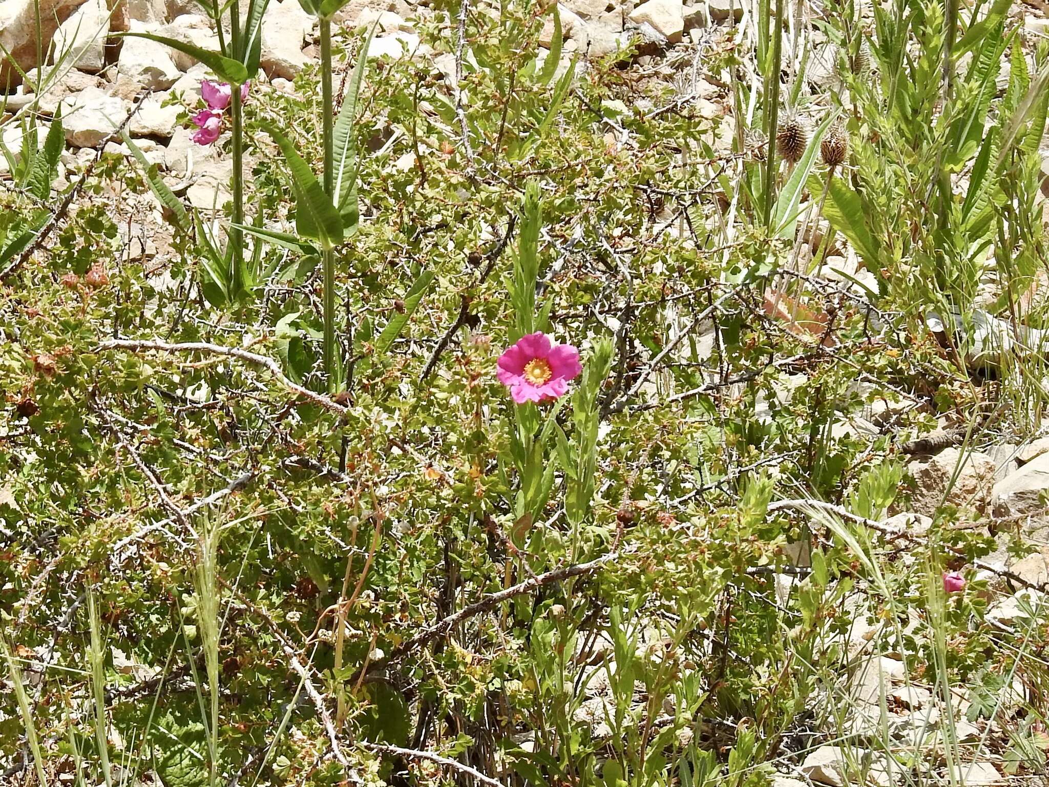 Rosa stellata Woot. resmi