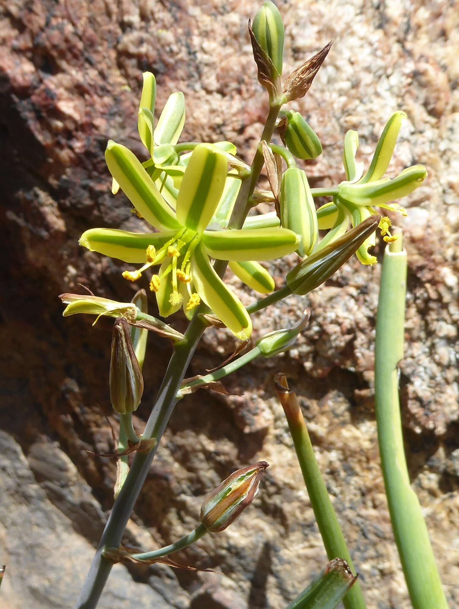 Imagem de Albuca sabulosa (U. Müll.-Doblies & D. Müll.-Doblies) J. C. Manning & Goldblatt