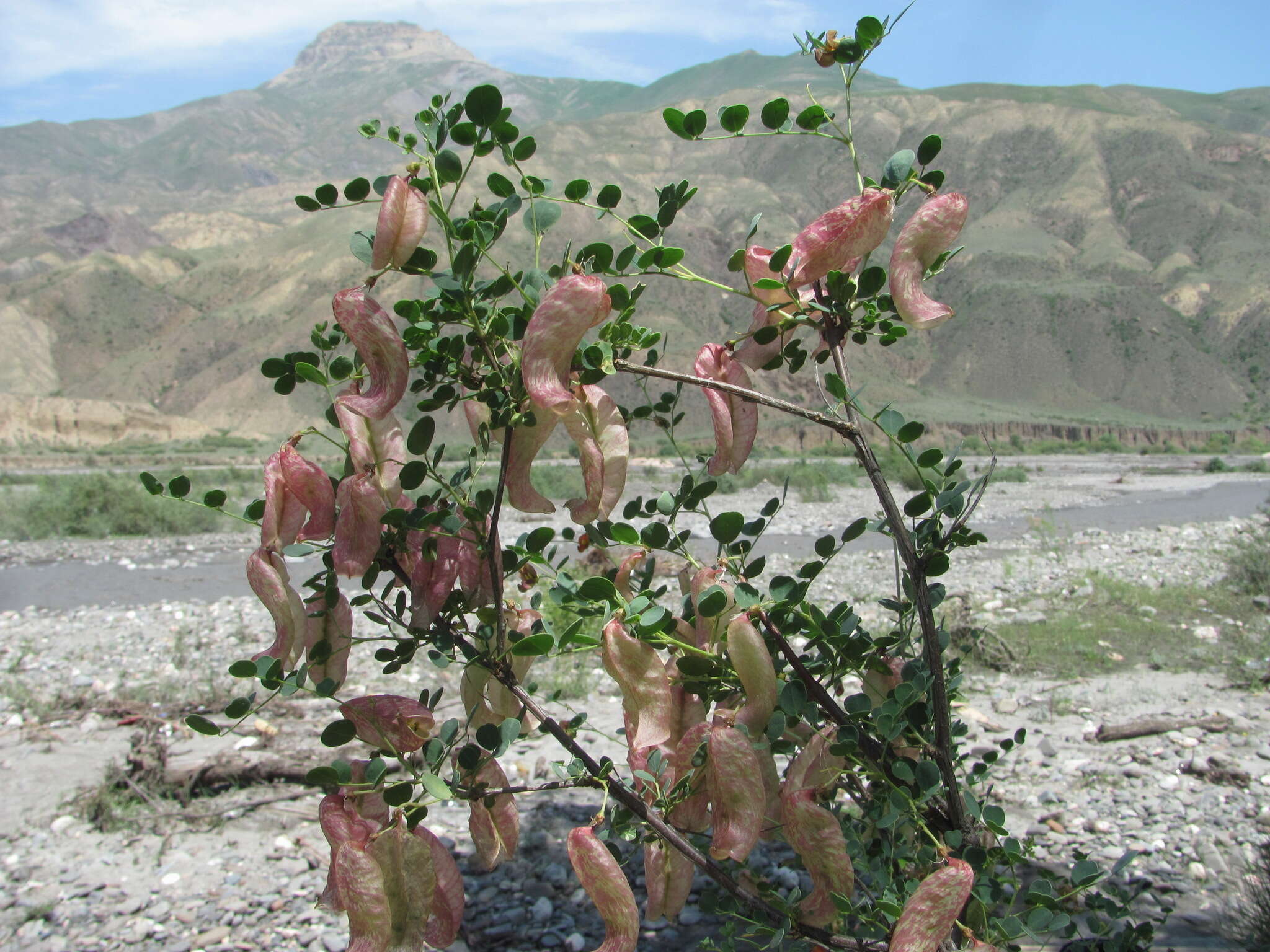 Слика од Colutea orientalis Mill.