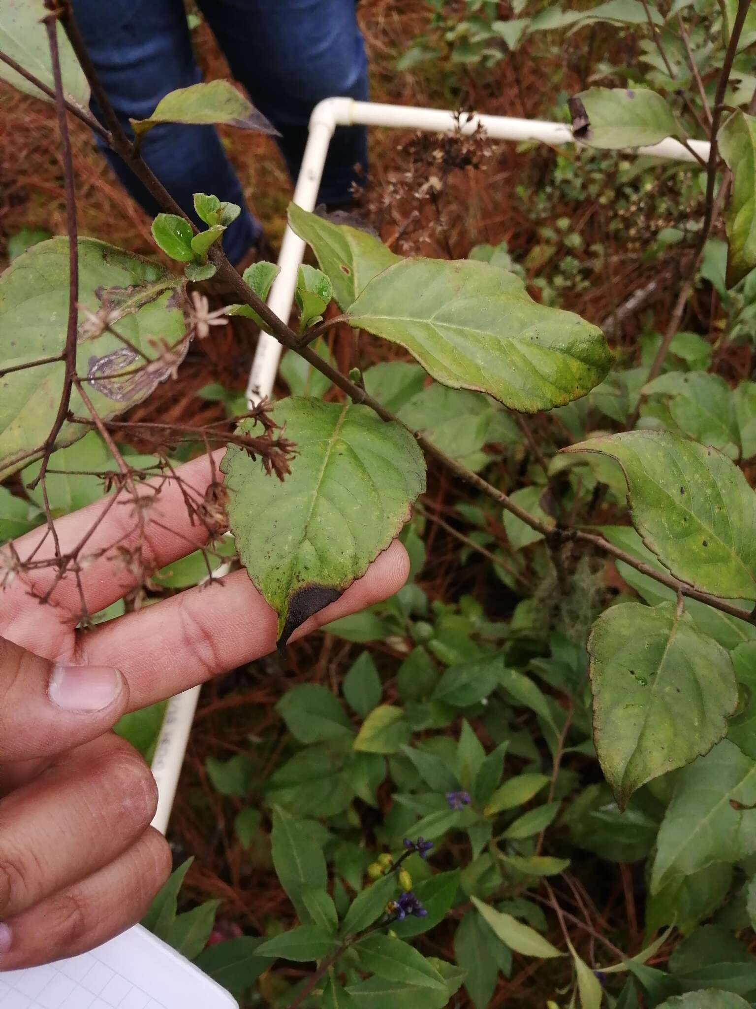 Image of Ageratina ligustrina (DC.) R. King & H. Rob.