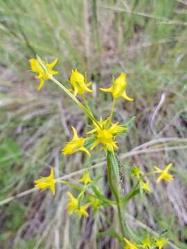 Image of Mt. Graham Spurred-Gentian