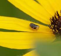 Image of Yellowfaced Leafhopper