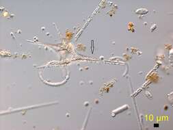 صورة Ceratium hirundinella