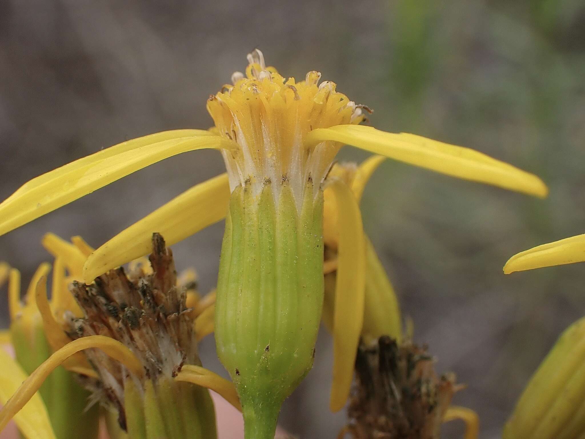 Image of dune ragwort