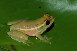 Image of Argus Reed Frog