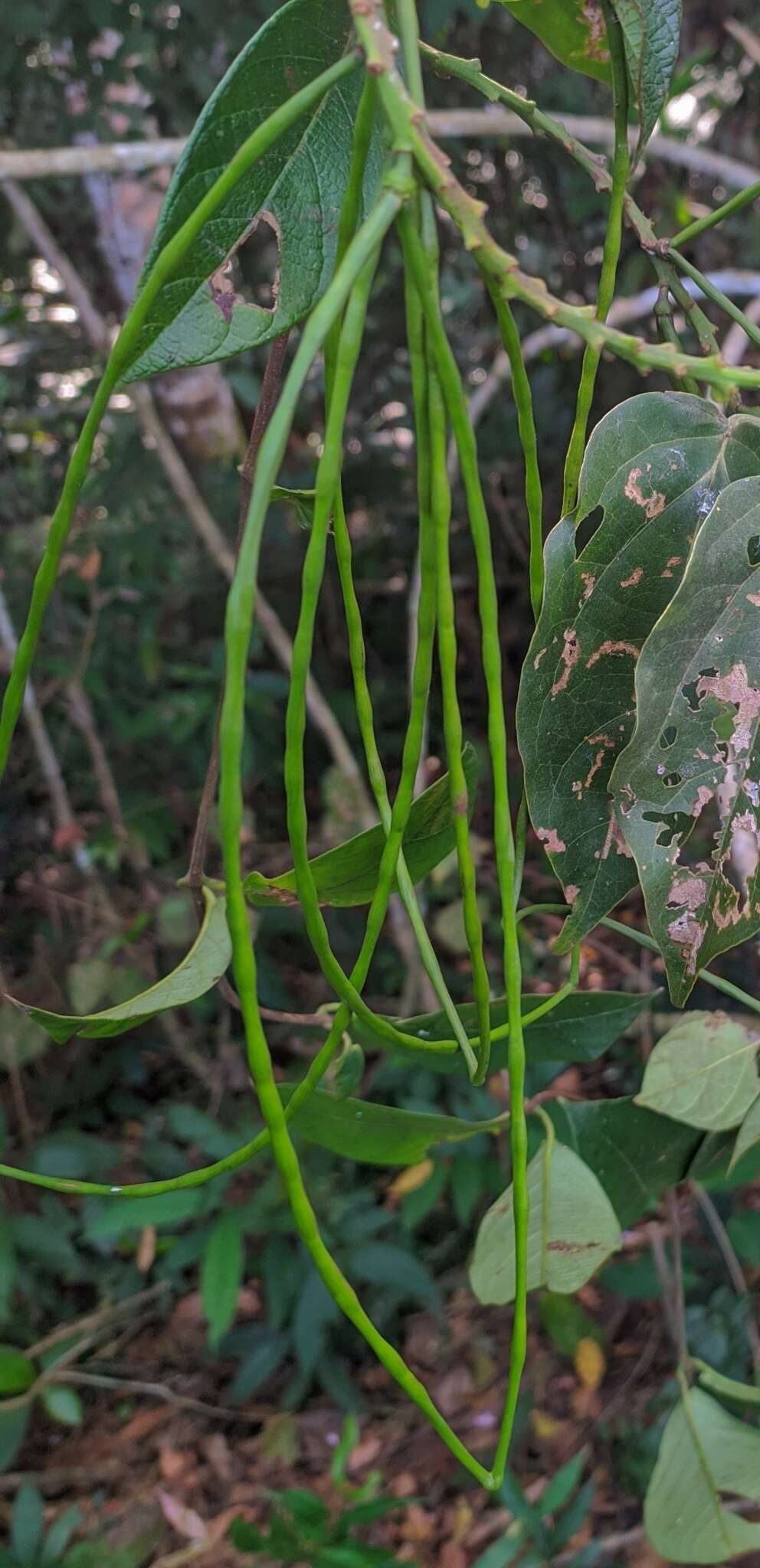 Mandevilla rugellosa (Rich.) L. Allorge-Boiteau resmi